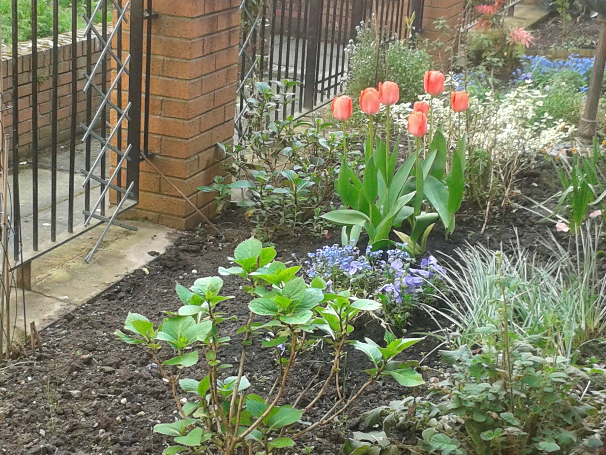 Sheltered Housing Gardens 1