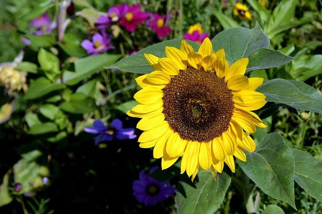 Anncapictures Sunflower 3665915 640
