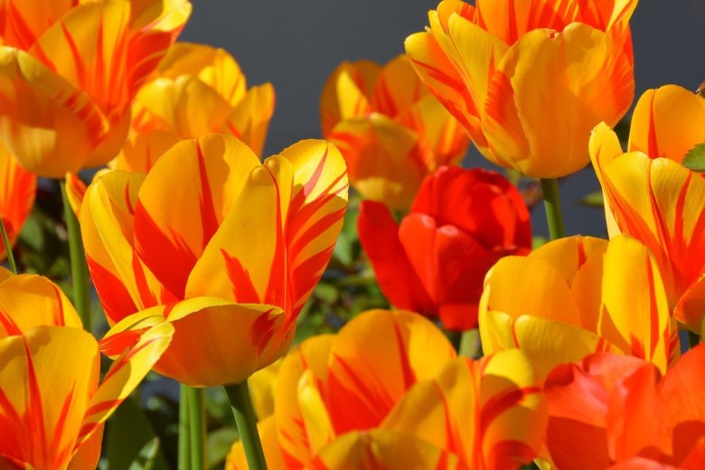 Anncapictures Tulips 1261142 1280