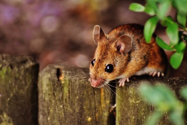 Mouse