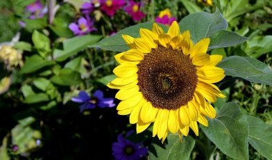 Anncapictures Sunflower 3665915 640