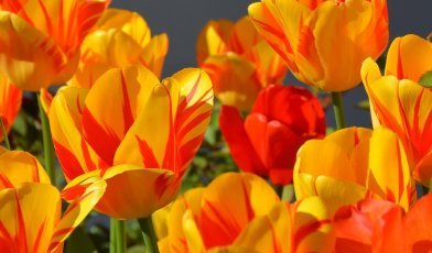 Anncapictures Tulips 1261142 1280