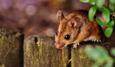 Mouse