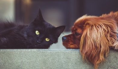 Stocksnap Dog 2606759 640