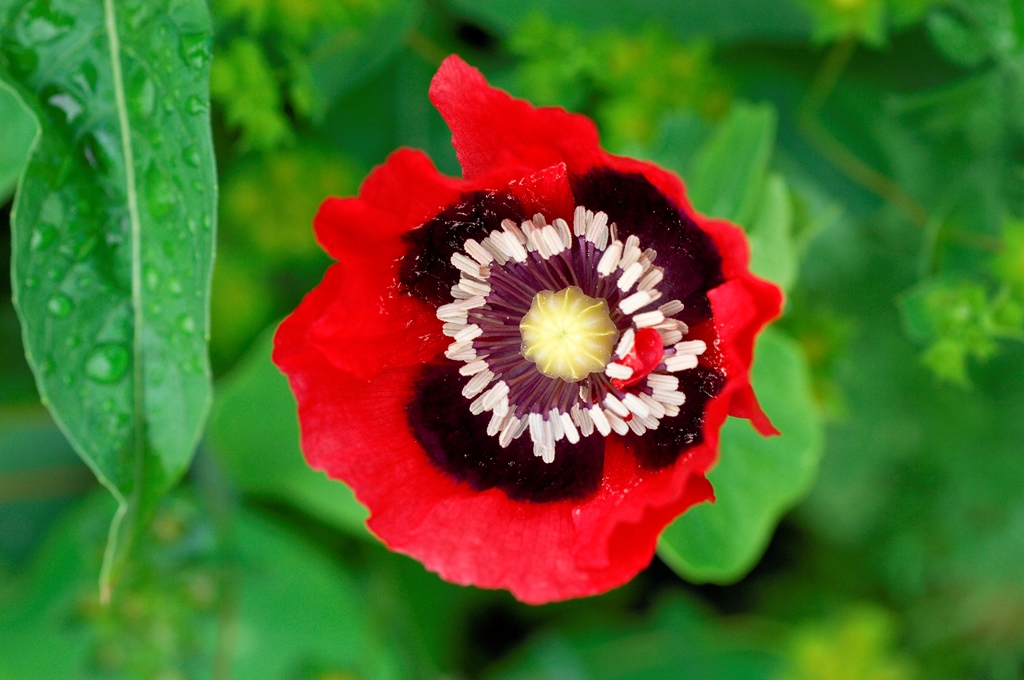 Red Flower